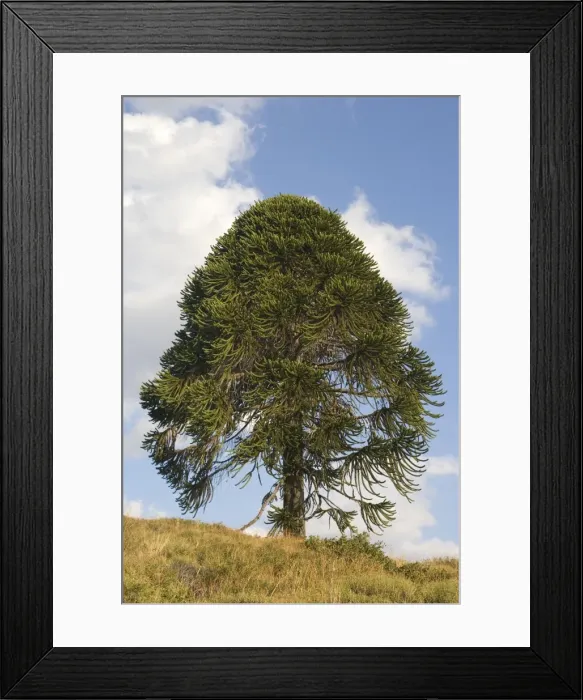 Framed Print : Araucaria / Monkey Puzzle / Chile Pine Tree. Photographed in Neuquen Province, Argentina Framed Print : Araucaria / Monkey Puzzle / Chile Pine Tree. Photographed in Neuquen Province, Argentina