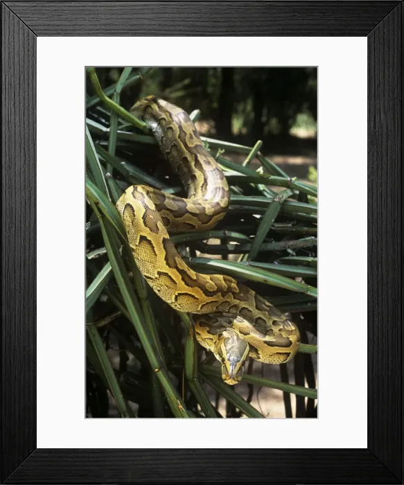 Framed Print : African Rock Python - on vegetation - Kenya Africa Framed Print : African Rock Python - on vegetation - Kenya Africa