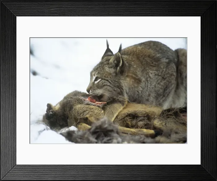 Framed Print : Eurasian lynx - feeding Framed Print : Eurasian lynx - feeding