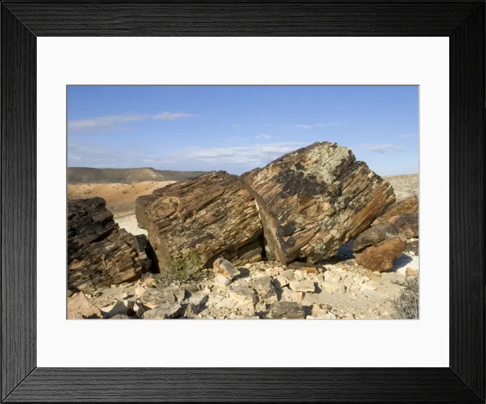 Framed Print : Argentina - Province Santa Cruz Petrified Forest National Park (located SW of the town of Jaramillo) Fossil trunks of Araucaria mirabilis Mid-Jurassic, about 140 million year old Framed Print : Argentina - Province Santa Cruz Petrified Forest National Park (located SW of the town of Jaramillo) Fossil trunks of Araucaria mirabilis Mid-Jurassic, about 140 million year old