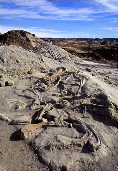 dinosaur excavation - Hadrosaur bones Hadrosaur bones in situ after excavation. Dinosaur Park Formation, Late Cretaceous, Dinosaur Provincial Park, Alberta, Canada CC 46