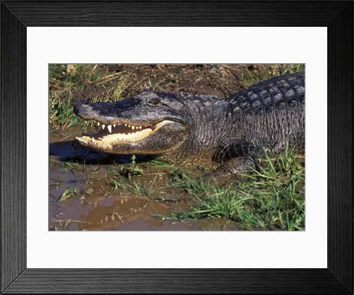 Framed Print : Alligator USA Framed Print : Alligator USA