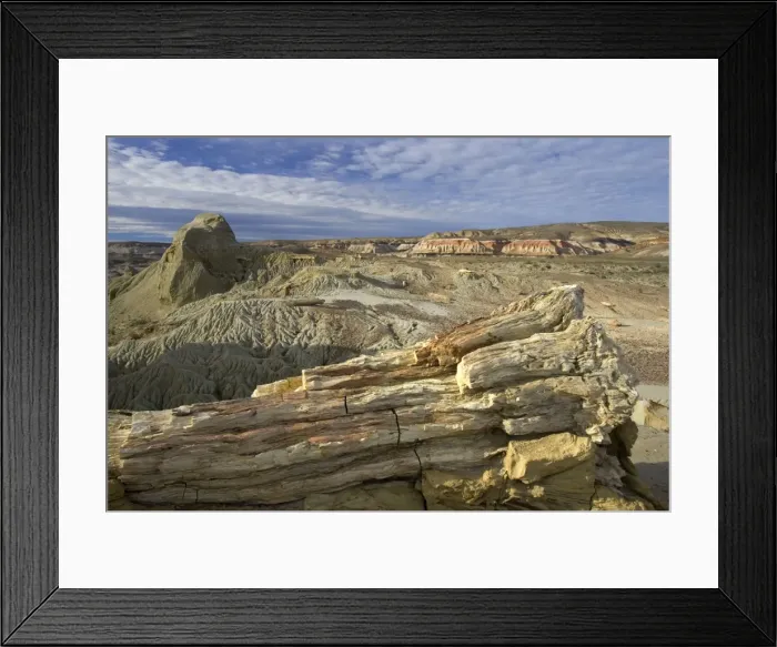 Framed Print : Fossil Wood - Sarmiento Petrified Forest Provincial Reserve. Petrified tree in Paleocene (Lower Tertiary) sedimentary rocks. Salamanquense Formation. Argentina - Province Chubut - Patagonia Framed Print : Fossil Wood - Sarmiento Petrified Forest Provincial Reserve. Petrified tree in Paleocene (Lower Tertiary) sedimentary rocks. Salamanquense Formation. Argentina - Province Chubut - Patagonia