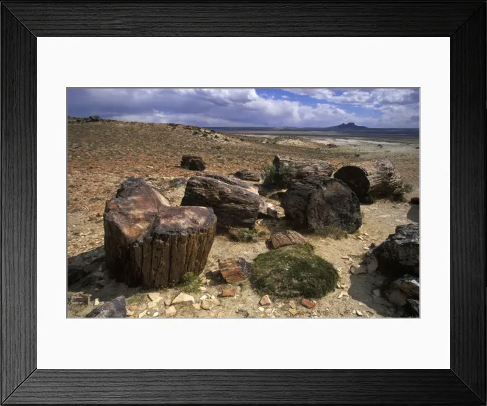 Framed Print : Argentina, Province Santa Cruz - Patagonia Petrified Forest National Park Fossil (petrified) trunks of Araucaria mirabilis Mid Jurassic, about 140 million years old Framed Print : Argentina, Province Santa Cruz - Patagonia Petrified Forest National Park Fossil (petrified) trunks of Araucaria mirabilis Mid Jurassic, about 140 million years old