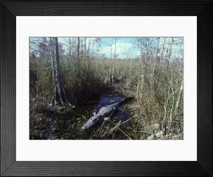 Framed Print : Alligator - in the water hole it maintains during the dry season. Dwarf Cypress forest, Everglades National Park, Florida, USA Framed Print : Alligator - in the water hole it maintains during the dry season. Dwarf Cypress forest, Everglades National Park, Florida, USA