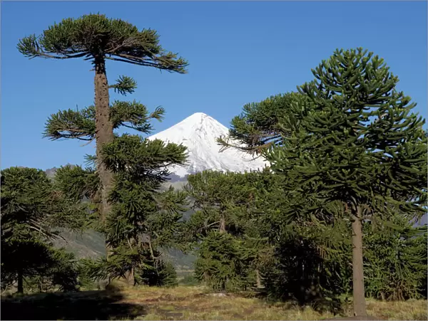 Araucaria  /  Monkey Puzzle  /  Chile Pine Tree & Lanin Volcano. Photographed in Neuquen Province. Lanin National Park. Argentina