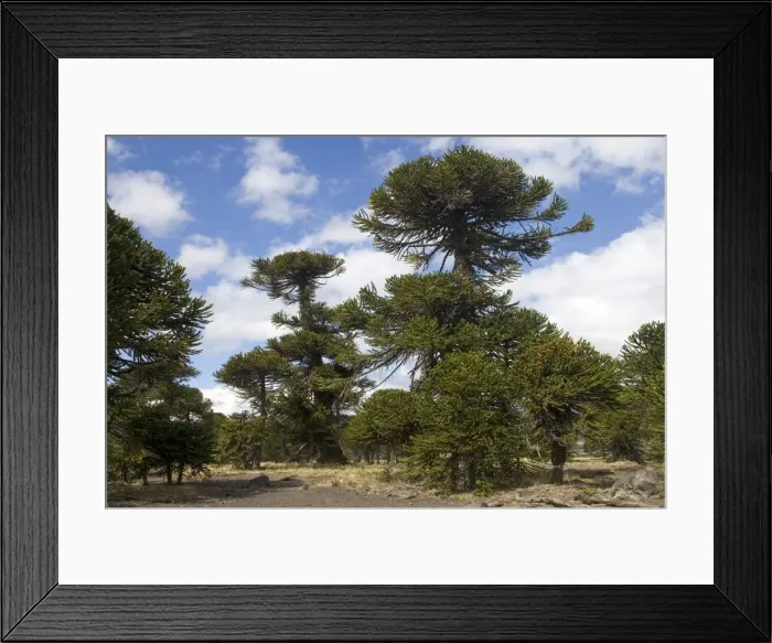 Framed Print : Araucaria / Monkey Puzzle / Chile Pine Tree. Photographed in Neuquen Province. Lanin National Park. Argentina Framed Print : Araucaria / Monkey Puzzle / Chile Pine Tree. Photographed in Neuquen Province. Lanin National Park. Argentina