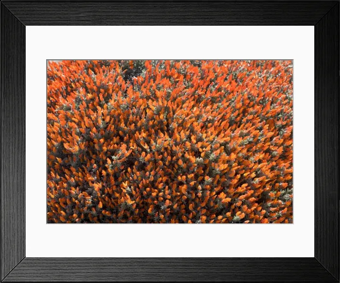 Framed Print : Red Gorse (Spanish name: Mata fuego or Bola de fuego) Fam. Leguminosae Range: plateaux and mesetas of central and southern Patagonia in Argentina, South America Photographed at end of October Framed Print : Red Gorse (Spanish name: Mata fuego or Bola de fuego) Fam. Leguminosae Range: plateaux and mesetas of central and southern Patagonia in Argentina, South America Photographed at end of October