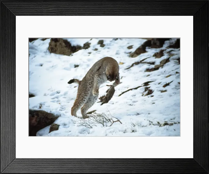 Framed Print : Eurasian lynx - playing with prey Framed Print : Eurasian lynx - playing with prey