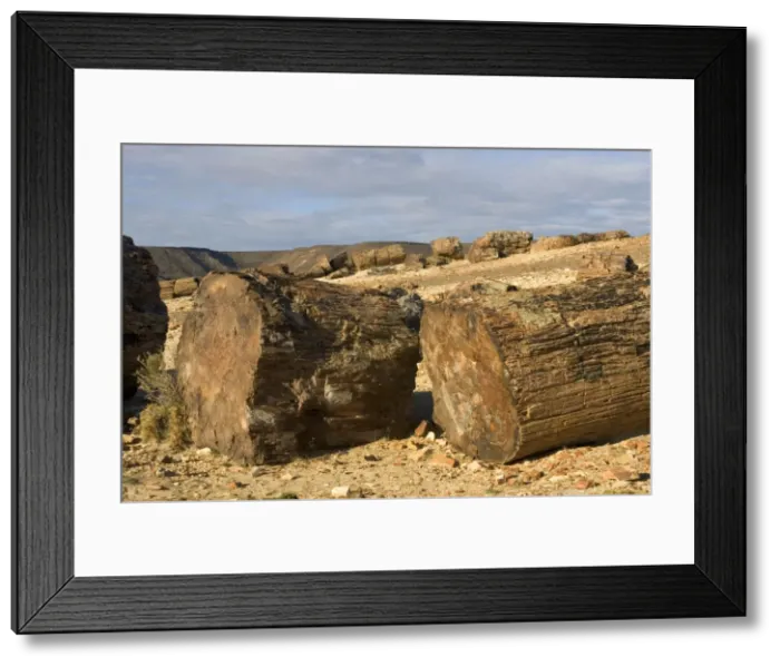 Framed Print : Argentina - Province Santa Cruz Petrified Forest National Park (located SW of the town of Jaramillo) Fossil trunks of Araucaria mirabilis Mid-Jurassic, about 140 million year old