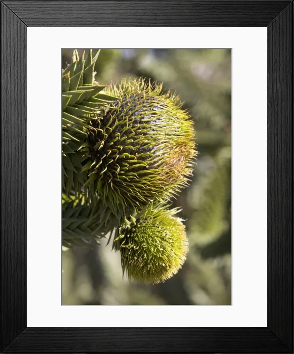 Framed Print : Araucaria / Monkey Puzzle / Chile Pine Tree - Female cones, top one near maturity Photographed in Neuquen Province, Argentina Framed Print : Araucaria / Monkey Puzzle / Chile Pine Tree - Female cones, top one near maturity Photographed in Neuquen Province, Argentina