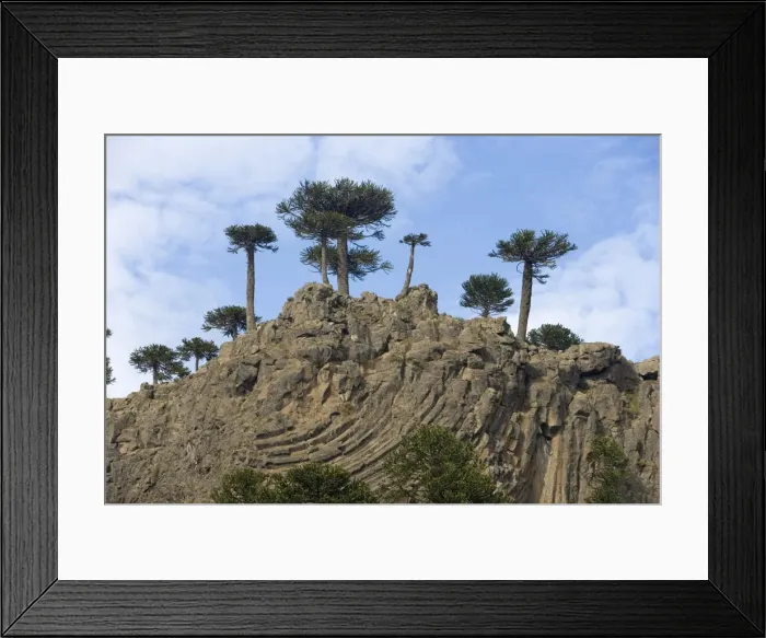 Framed Print : Araucaria / Monkey Puzzle / Chile Pine Trees growing on top of a lava cliff with prismatic joints. Road to Pino Hachado from Las Lajas, Neuquen Province, Argentina Framed Print : Araucaria / Monkey Puzzle / Chile Pine Trees growing on top of a lava cliff with prismatic joints. Road to Pino Hachado from Las Lajas, Neuquen Province, Argentina