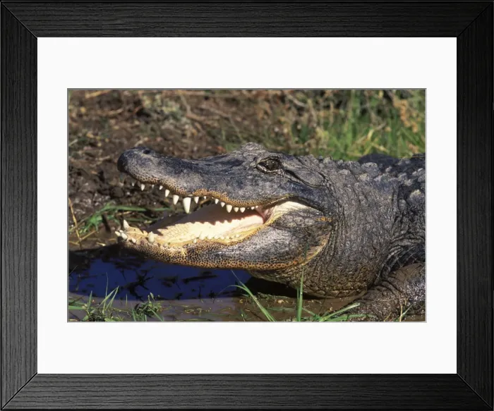 Framed Print : Alligator. FG-DM-195. Alligator. Alligator mississipiensis Framed Print : Alligator. FG-DM-195. Alligator. Alligator mississipiensis