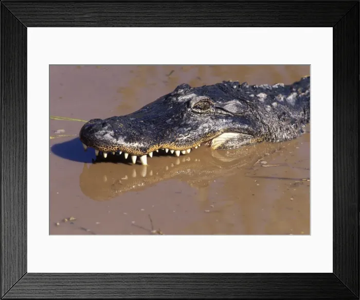 Framed Print : Alligator USA Framed Print : Alligator USA
