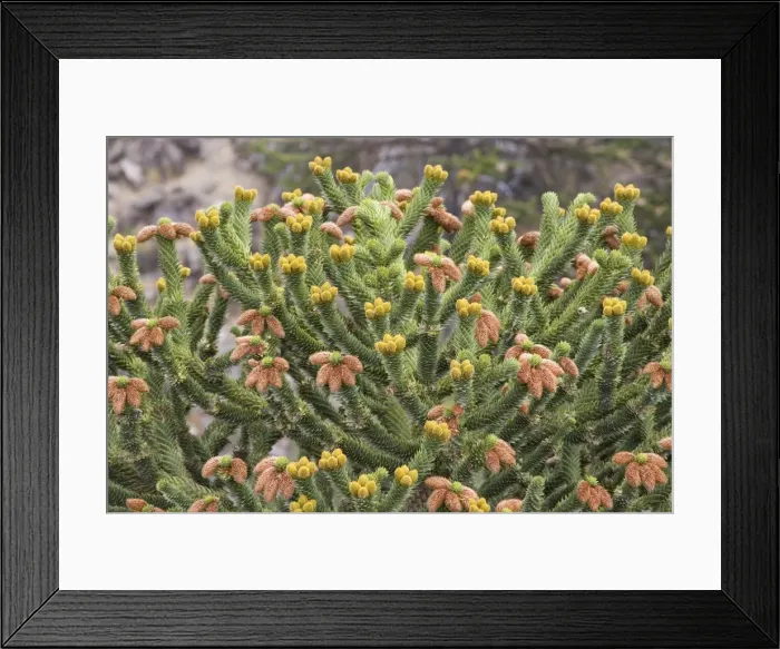 Framed Print : Araucaria / Monkey Puzzle / Chile Pine - Male tree. Previous season's cones are brown; fresh cones are yellow-green Photographed in Neuquen Province, Argentina Framed Print : Araucaria / Monkey Puzzle / Chile Pine - Male tree. Previous season's cones are brown; fresh cones are yellow-green Photographed in Neuquen Province, Argentina