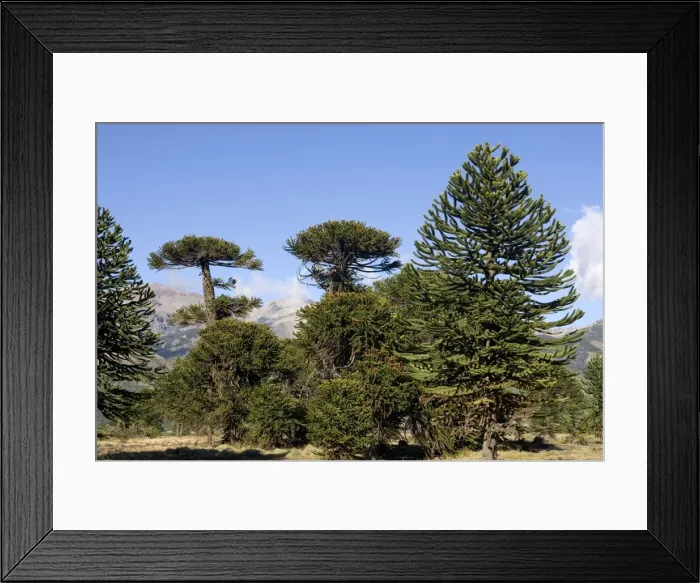 Framed Print : Araucaria / Monkey Puzzle / Chile Pine Tree. Photographed in Neuquen Province. Lanin National Park. Argentina Framed Print : Araucaria / Monkey Puzzle / Chile Pine Tree. Photographed in Neuquen Province. Lanin National Park. Argentina