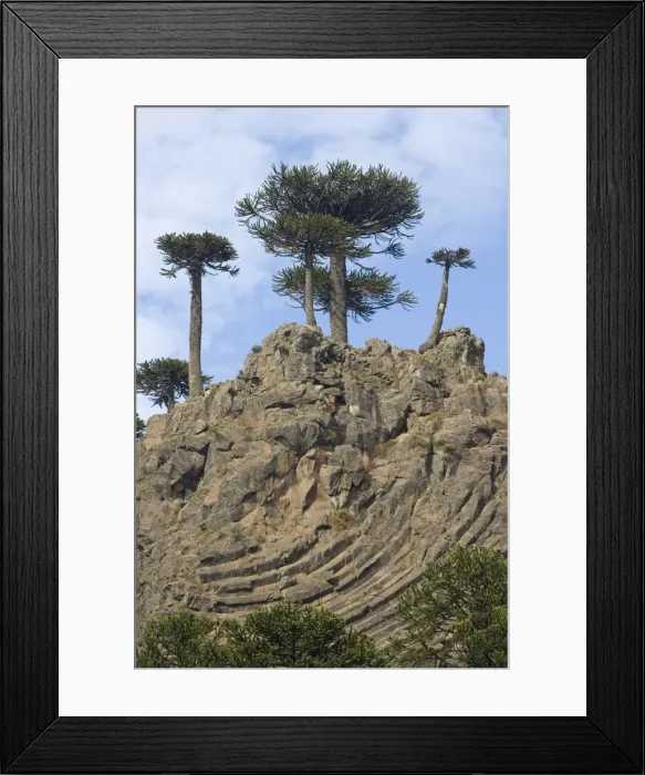 Framed Print : Araucaria / Monkey Puzzle / Chile Pine Trees growing on top of a lava cliff with prismatic joints. Road to Pino Hachado from Las Lajas Framed Print : Araucaria / Monkey Puzzle / Chile Pine Trees growing on top of a lava cliff with prismatic joints. Road to Pino Hachado from Las Lajas