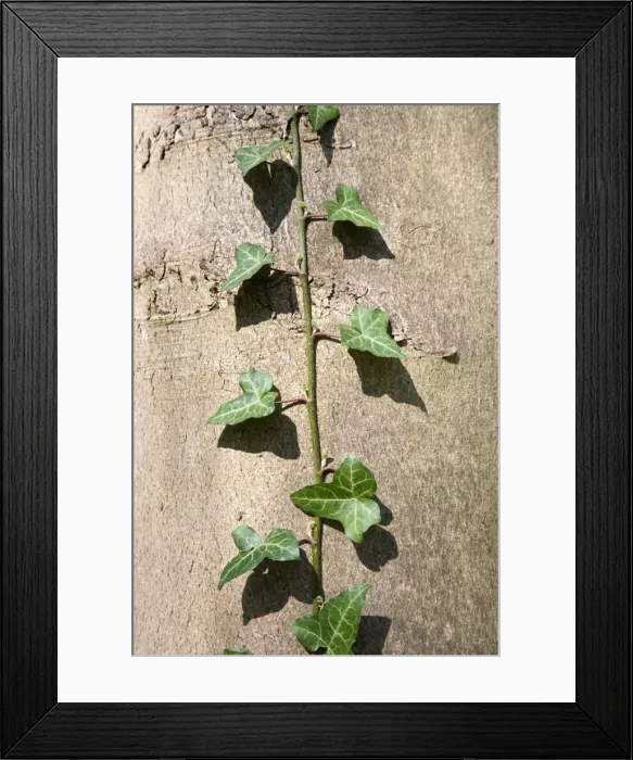Framed Print : Ivy Climbing Poplar trunk Derbyshire UK Framed Print : Ivy Climbing Poplar trunk Derbyshire UK