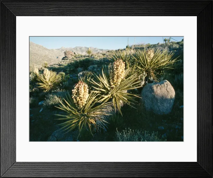 Framed Print : Mohave Yucca South California, USA Framed Print : Mohave Yucca South California, USA