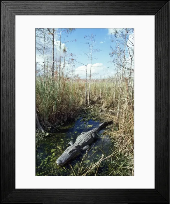 Framed Print : Alligator - in it's water hole Dwarf Cypress Forest, Everglades, Florida, USA