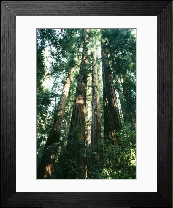 Framed Print : Redwood California Framed Print : Redwood California