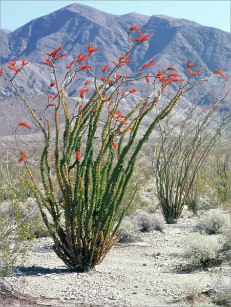 Ocotillo Anza Borrego Desert, California, USA