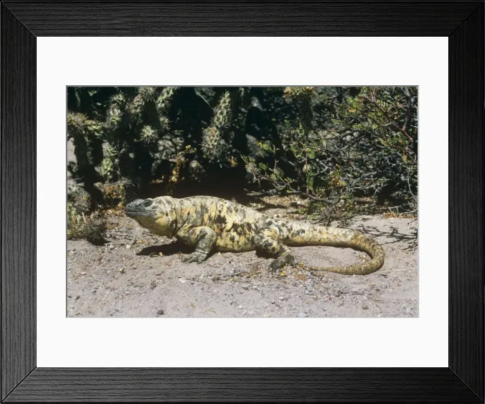 Framed Print : San Esteban Island Chuckwalla - on rock Framed Print : San Esteban Island Chuckwalla - on rock