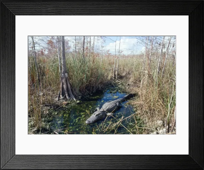 Framed Print : Alligator - in it's water hole Dwarf Cypress Forest, Everglades National Park, Florida, USA