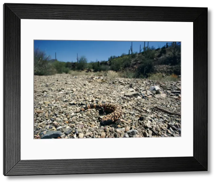 Framed Print : Gila Monster - in desert habitat Framed Print : Gila Monster - in desert habitat