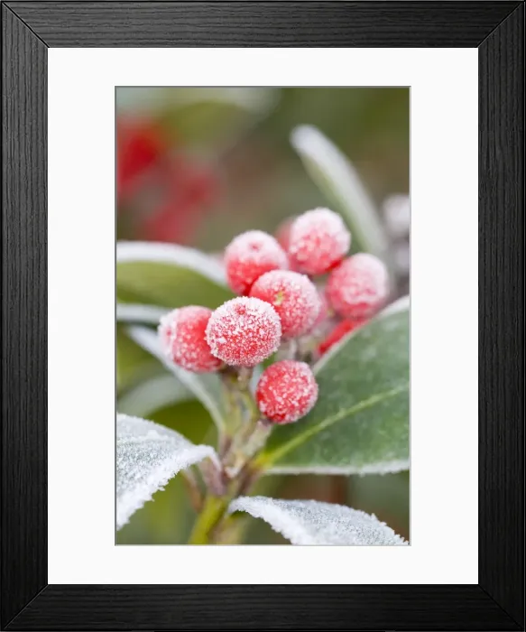 Framed Print : Skimmia Berries Frosted Non exclusive only Framed Print : Skimmia Berries Frosted Non exclusive only