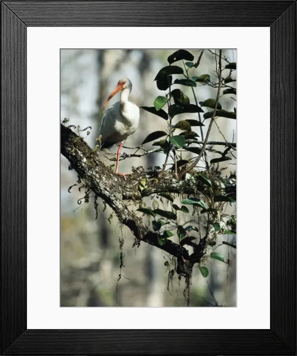 Framed Print : White Ibis - on Pond Apple (Annona glabra) Framed Print : White Ibis - on Pond Apple (Annona glabra)