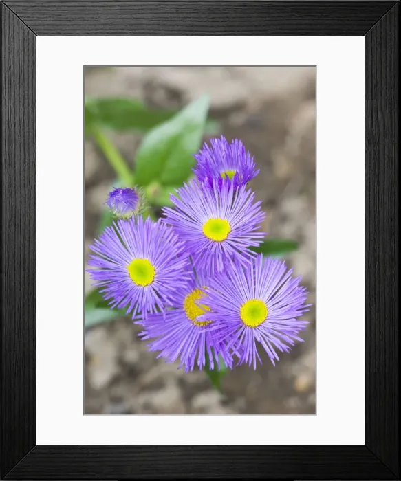 Framed Print : Erigeron / Dunkelste Aller Darkest of All Flowers Framed Print : Erigeron / Dunkelste Aller Darkest of All Flowers