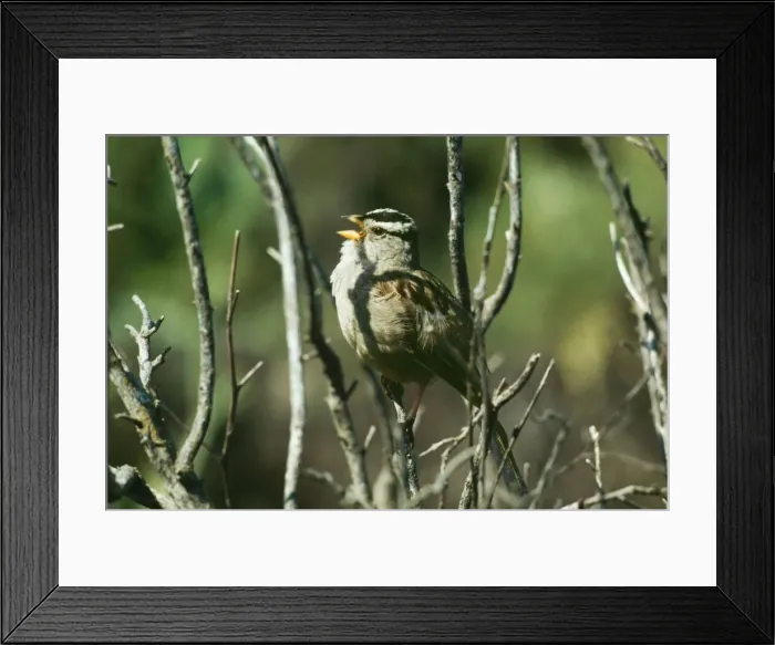 Framed Print : White Crowned Sparrow - singing Framed Print : White Crowned Sparrow - singing