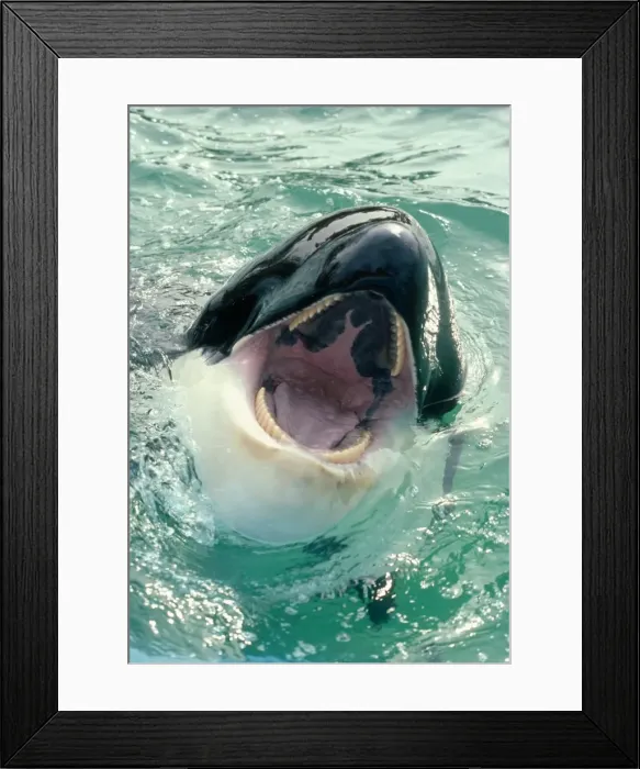 Framed Print : Killer Whale - Sea World, San Diego, California, USA Framed Print : Killer Whale - Sea World, San Diego, California, USA