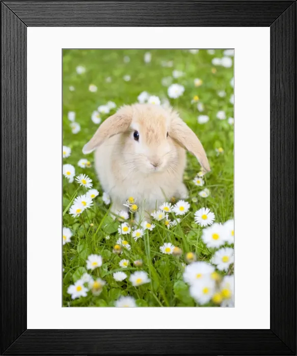 Framed Print : Rabbit - young on grass lawn amongst Daisies and Buttercups - UK Framed Print : Rabbit - young on grass lawn amongst Daisies and Buttercups - UK