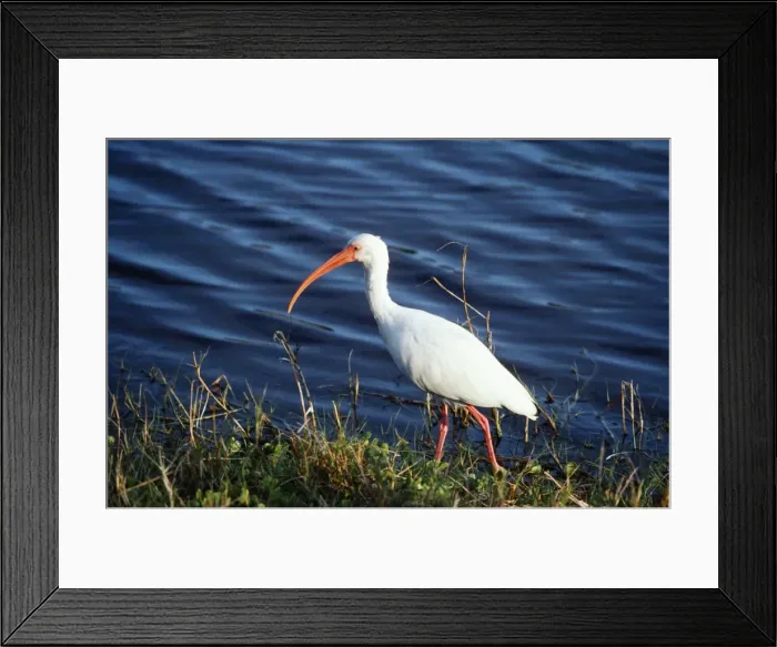 Framed Print : White Ibis - at waters edge Framed Print : White Ibis - at waters edge