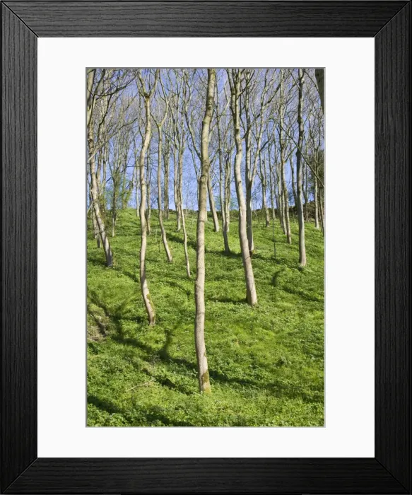 Framed Print : Wooded Valley in Spring Peak District Derbyshire UK Framed Print : Wooded Valley in Spring Peak District Derbyshire UK
