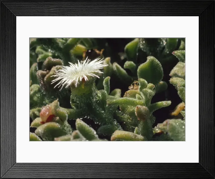 Framed Print : Ice Plant San Martin Island, Mexico Framed Print : Ice Plant San Martin Island, Mexico