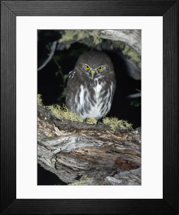 Framed Print : Ferruginous Pygmy-owl Framed Print : Ferruginous Pygmy-owl