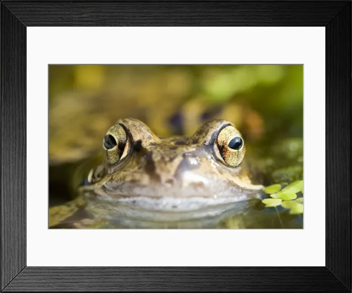 Framed Print : Common Frog Norfolk UK
