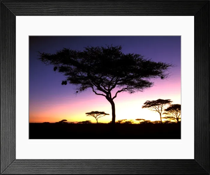 Framed Print : Acacia - at dawn - Serengeti National Park - Tanzania JFL14191 Framed Print : Acacia - at dawn - Serengeti National Park - Tanzania JFL14191