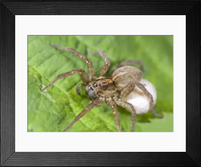 Framed Print : Wolf Spider with egg sac Norfolk UK Framed Print : Wolf Spider with egg sac Norfolk UK
