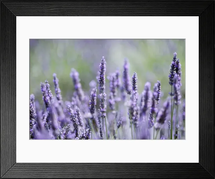 Framed Print : Lavender FRR 318 © Frederic Rolland ARDEA LONDON Framed Print : Lavender FRR 318 © Frederic Rolland ARDEA LONDON