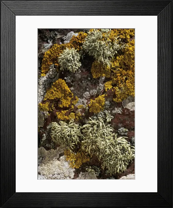 Framed Print : Lichen Sea Ivory Skokholm Island Nature Reserve, Wales Framed Print : Lichen Sea Ivory Skokholm Island Nature Reserve, Wales