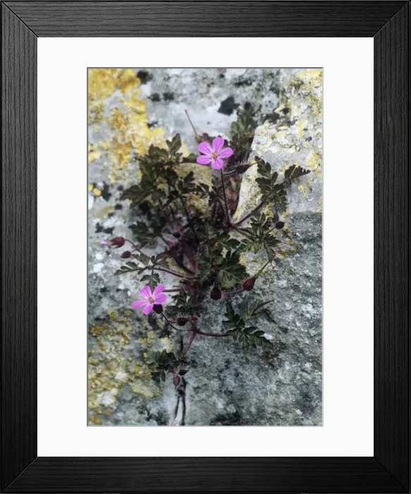 Framed Print : Herb Robert - growing through Limestone rock. Lathkilldale National Nature Reserve, Derbyshire, UK Framed Print : Herb Robert - growing through Limestone rock. Lathkilldale National Nature Reserve, Derbyshire, UK