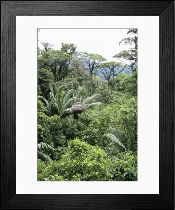 Framed Print : Rain Forest - canopy Braulio Carrillo National Park, Costa Rica Framed Print : Rain Forest - canopy Braulio Carrillo National Park, Costa Rica