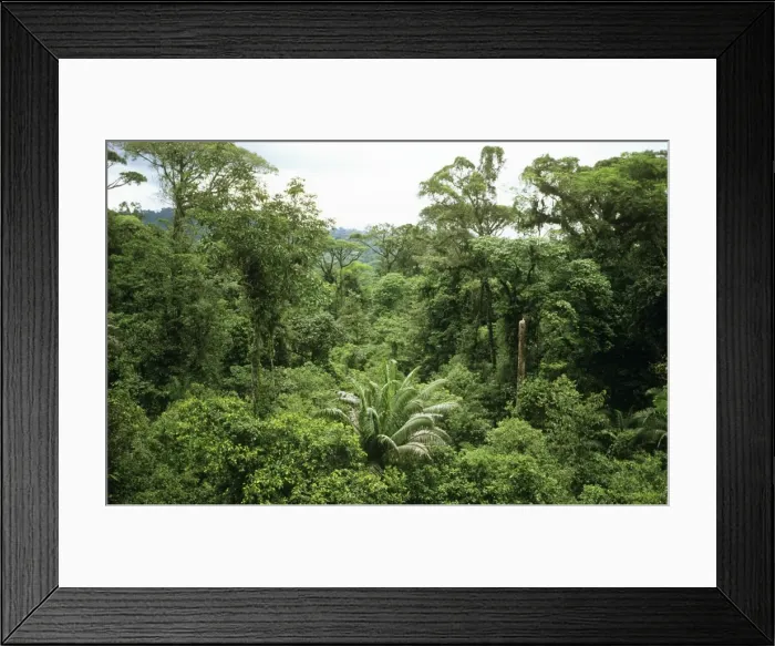Framed Print : Rain Forest - canopy Braulio Carrillo National Park, Costa Rica Framed Print : Rain Forest - canopy Braulio Carrillo National Park, Costa Rica