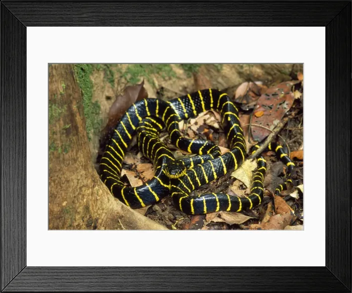 Framed Print : Mangrove Snake Kinabatangan River Framed Print : Mangrove Snake Kinabatangan River