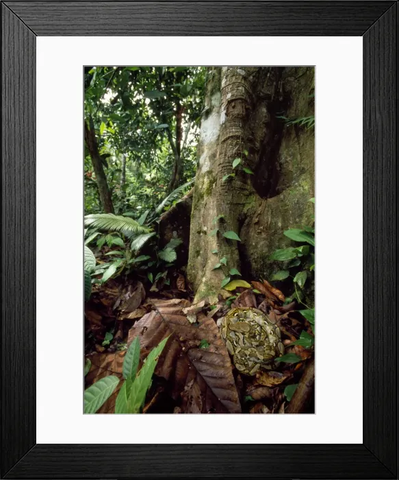 Framed Print : Reticulated Python Kinabatangan river, Borneo Framed Print : Reticulated Python Kinabatangan river, Borneo