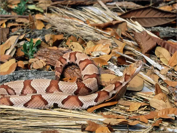 Copperhead Snake - Florida USA